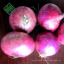 bulk fresh onions from China